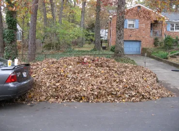 Leaf Removal In Arlington