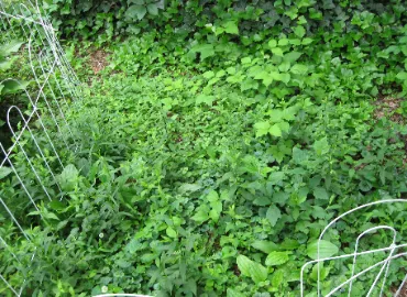 Poison Ivy Removal In Arlington