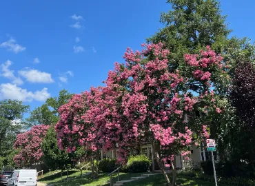 Pruning Crape Myrtle Trees In Arlington