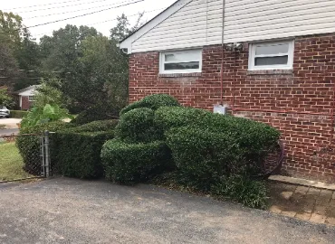 Pruning Boxwood Hedges In Arlington