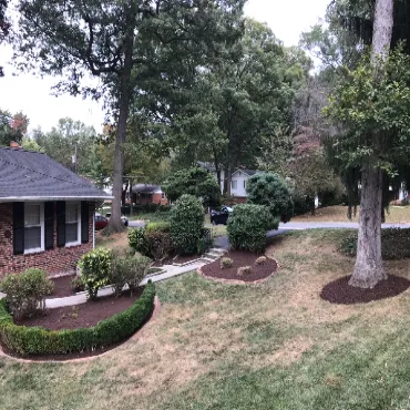 Top Rated Pruning In Arlington - Hall's Landscaping