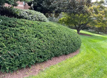 Pruning Yew Hedge