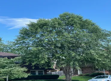 The Best Trees In Arlington