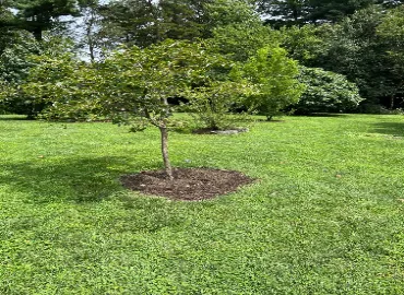 Tree Planting Techniques