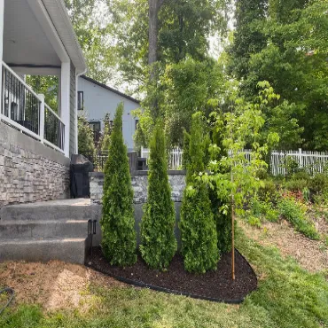Top Rated Tree Planting Services In Arlington - Hall's Landscaping