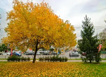 Trees In Arlington In Fall
