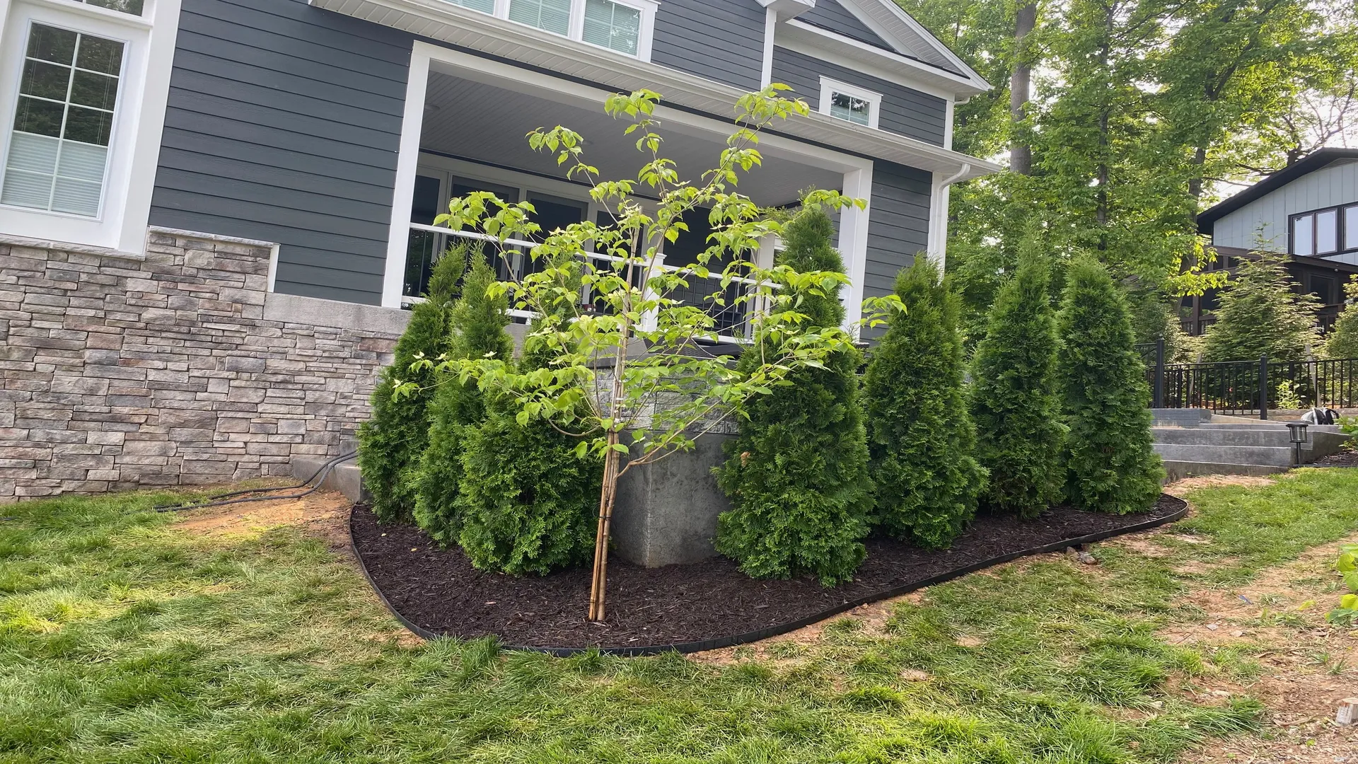 Newly planted Emerald Green Arborvitae creating a natural privacy screen in Arlington.